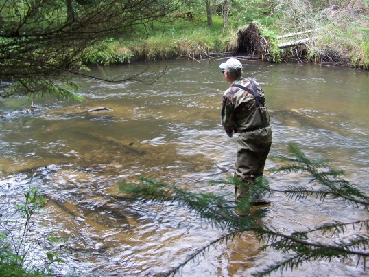 Feral works a bend on the upper Sturgeon