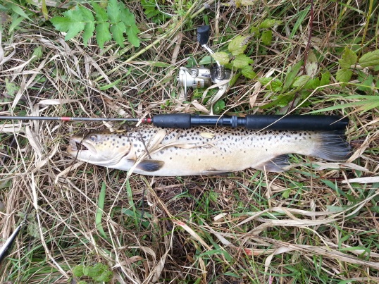 Natch's smaller brown trout