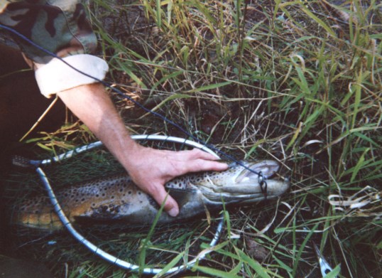 Feral withLunker Brown