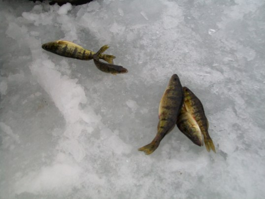 Chuck finds the perch