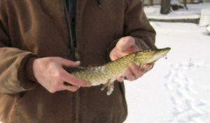 small pike