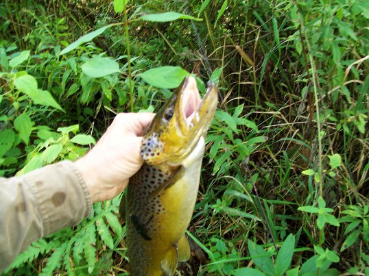 Holding 22 inch brown