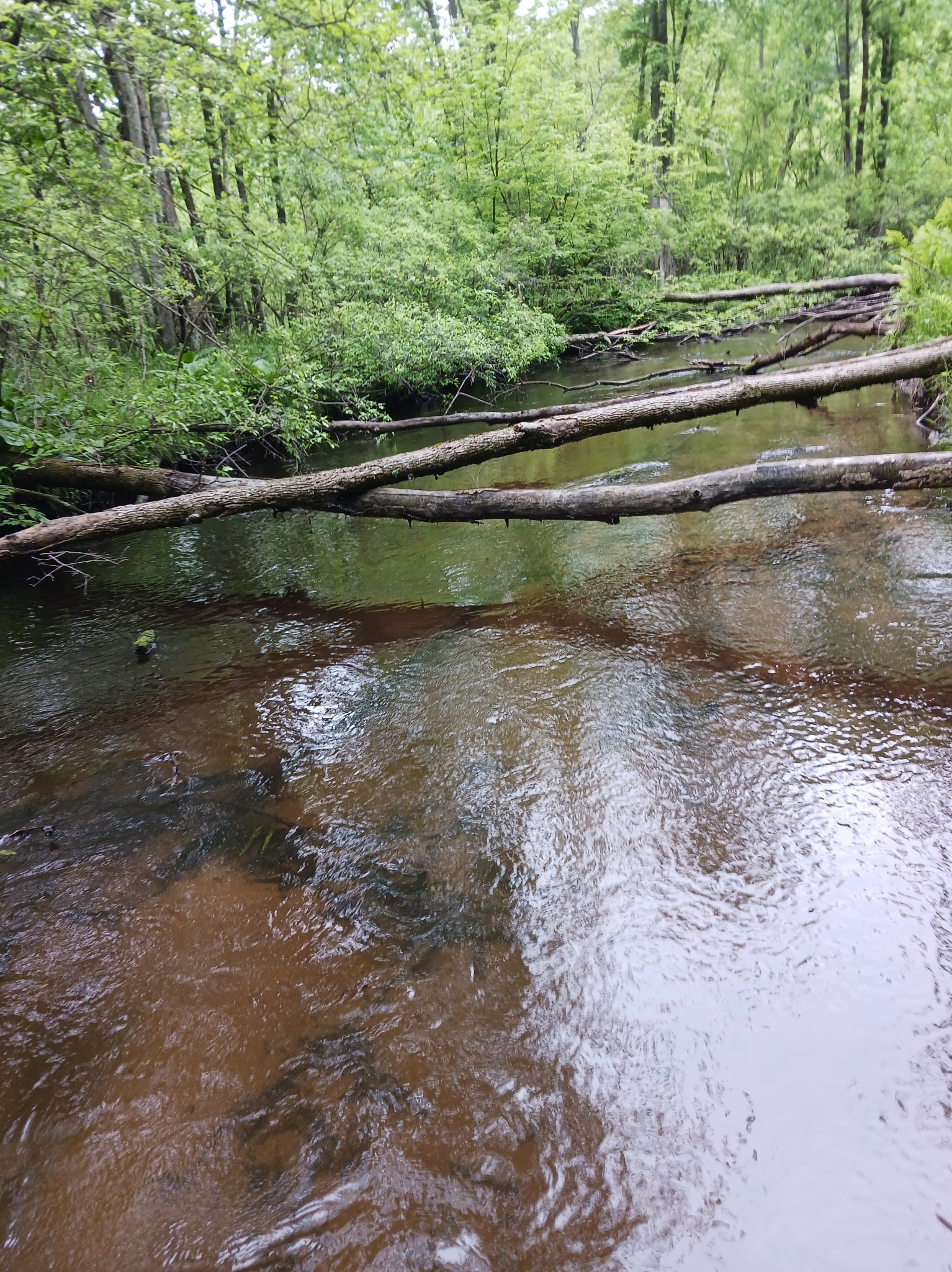 Fichigan | Small Stream Trout fishing in Michigan